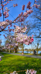 Naklejka premium A blurred cherry blossom tree in a park under a blue sky Japanese cherry blossom Maschsee Hanover