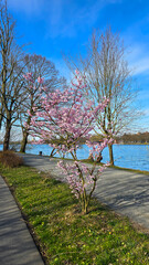 A tree with pink flowers grows by the lake in a serene natural landscape Japanese cherry blossom...