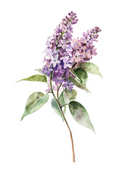 Ai Generated Art Watercolor Lilacs Branch in Pastel Colors Isolated On White Background
