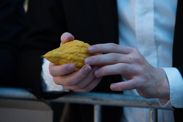 Closeup of man's hands holding an etrog or citron fruit and examining it for imperfections that...