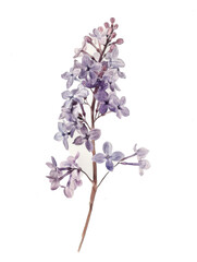 Ai Generated Art Watercolor Single Lilacs Branch in Pastel Colors Isolated On White Background