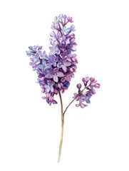 Ai Generated Art Watercolor Single Lilacs Branch in Pastel Purple Colors Isolated On White Background