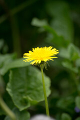 yellow dandelion flower