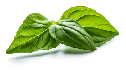 Fototapeta premium Basil leaf transparent background, no shadow сreated with Generative Ai