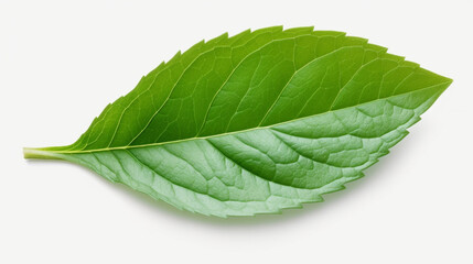 Obraz premium Basil leaf transparent background, no shadow сreated with Generative Ai