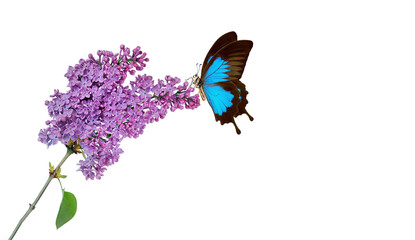 bright tropical Ulysses butterfly on a branch of a blooming purple lilac in water drops isolated on white. copy space - 795097495