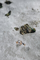 wedding rings lie on a snow