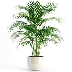 Fototapeta premium Areca palm plant in pot isolated on white background