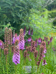 Obraz premium flowers in the garden
