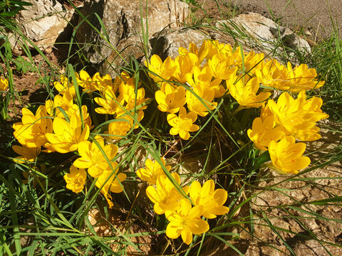 Yellow crocus or sternbergia flowers blooming among the stones.