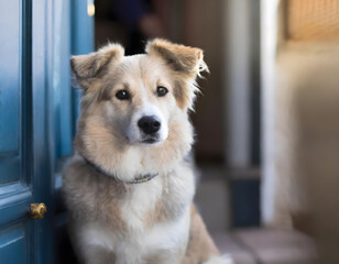 Cute smart domestic dog waiting owner. Deep sad look of a pet.