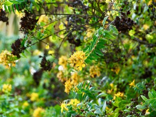 Canary Islands St. John's wort (Hypericum canariense) a species of flowering plant in the family...
