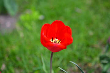 red and yellow tulips