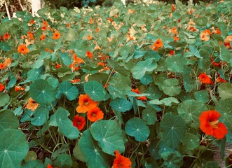 The garden nasturtium, nasturtium, Indian cress or monk's cress (Tropaeolum majus), Spain