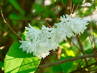 White flowers of Deutzia scabra 'Candidissima', a species of flowering plant in the hydrangea...