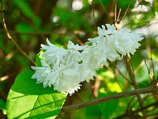 White flowers of Deutzia scabra 'Candidissima', a species of flowering plant in the hydrangea family (Hydrangeaceae) native to Japan. Valencia, Spain