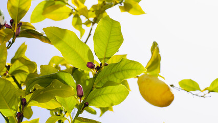 Close up green leaves of lemon tree branches on white background.