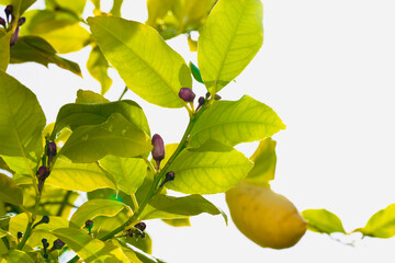 Close up green leaves of lemon tree branches on white background.