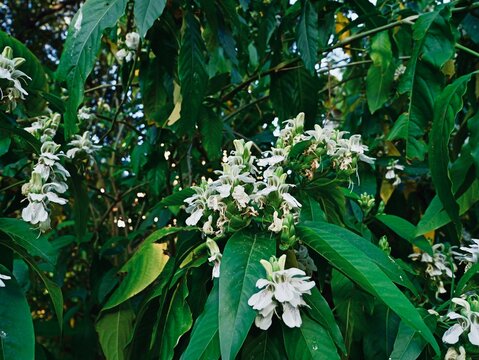 Flowering of Malabar nut, adulsa, adhatoda, vasa or vasaka (Justicia adhatoda), Spain