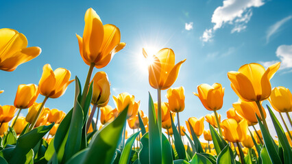 Obraz premium Yellow tulips on blue sky background. Beautiful field of yellow tulips.