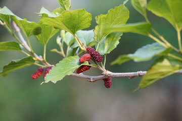 Red mulberry berry on a branch