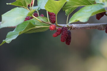 Red mulberry berry on a branch - obrazy, fototapety, plakaty