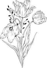 Hand drawn tulips with leaves and grasses