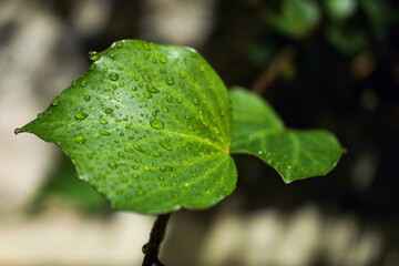 leaf with water drops