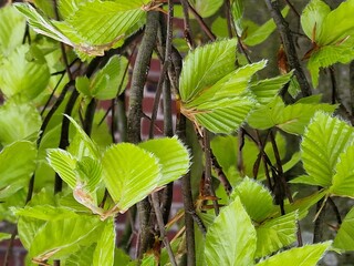 Frühlingsszene. Üppiges Laub. Grüne Farbe. Frische Blätter. Blattnerven. Baumkrone. Geäst....