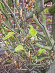 Makrofotografie von Blattknospen. Äste. Vorfrühlingsszene. Wachstum hinterlassen. Minimalistischer Ansatz. Naturumgebung. Baumstruktur. Grün. Laub. Grauer Hintergrund. Tageslichtfoto. Draußen.