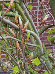 Makrofotografie von Blattknospen. Äste. Vorfrühlingsszene. Wachstum hinterlassen. Minimalistischer Ansatz. Naturumgebung. Baumstruktur. Grün. Laub. Grauer Hintergrund. Tageslichtfoto. Draußen.