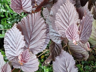 Frühlingsszene. Üppiges Laub. Junge Blätter. Nahaufnahme der Blattnerven. Äste. Einzelheiten. Makrofotografie. Tageslicht. Rote Farbe. Grün im Hintergrund. Natürlichen Umgebung. Draußen. Ökologie.  © GOL-Olivera