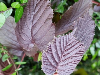 Frühlingsszene. Üppiges Laub. Junge Blätter. Nahaufnahme der Blattnerven. Äste. Einzelheiten. Makrofotografie. Tageslicht. Rote Farbe. Grün im Hintergrund. Natürlichen Umgebung. Draußen. Ökologie.  © GOL-Olivera
