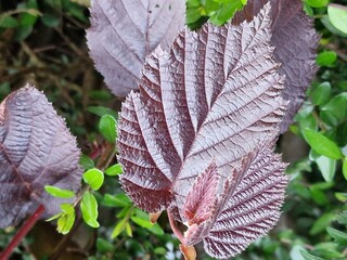 Frühlingsszene. Üppiges Laub. Junge Blätter. Nahaufnahme der Blattnerven. Äste. Einzelheiten. Makrofotografie. Tageslicht. Rote Farbe. Grün im Hintergrund. Natürlichen Umgebung. Draußen. Ökologie.  © GOL-Olivera