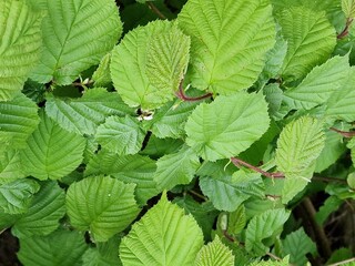 Frühlingsszene. Üppiges Laub. Grüne Farbe. Frische Blätter. Blattnerven. Baumkrone. Geäst....