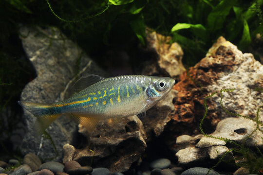 Sind or Bengal Danio (Devario devario) in tropical aquarium