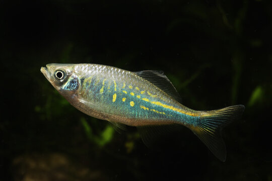 Sind or Bengal Danio (Devario devario) in tropical aquarium	