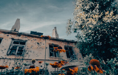 fresh natural flowers against the background of destroyed burnt houses war in Ukraine