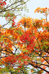 Orange Flamboyant tree, Peacock flower, or Flame of the forest (Delonix regia) blooming in tropical garden summer	