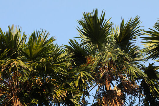 Full grown Footstool palm (Saribus rotundifolius)
