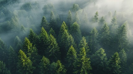 Aerial View of a Forest in Daylight - obrazy, fototapety, plakaty
