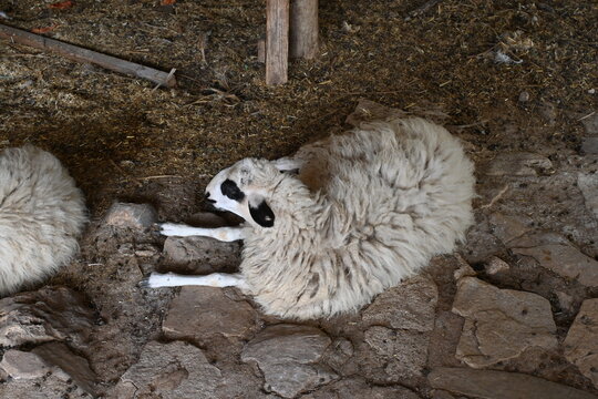 Goats in the farm - Antalya Kemer Y&ouml;r&uuml;k Parkı