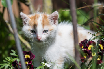 Portrait of a charming kitten. Portrait of a little kitten in green grass on the nature. Portrait of a white kitten with a brown head and gray eyes. Cats in the spring. 