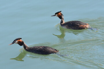 coppia di svasso maggiore