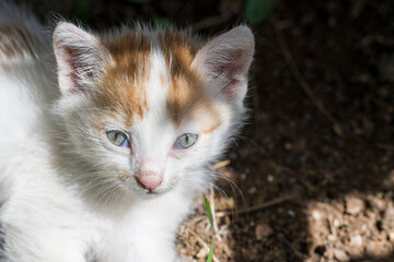 Portrait of a charming kitten. Portrait of a little kitten in green grass on the nature. Portrait of a white kitten with a brown head and gray eyes. Cats in the spring. 