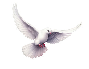 dove pigeon Watercolor illustration on transparent background