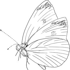 Hand drawn Butterfly