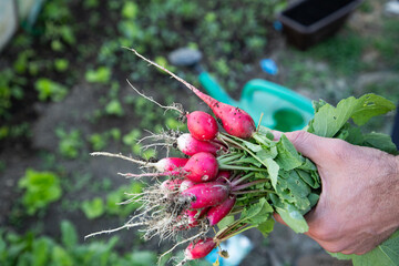 organic red radishes freshly collected from garden