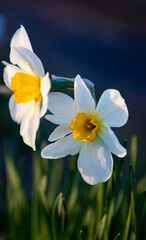 beautiful daffodil blooming in spring