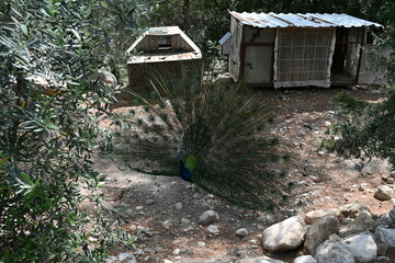 Peacock - Göynük Kanyonu - Tavuşkuşu